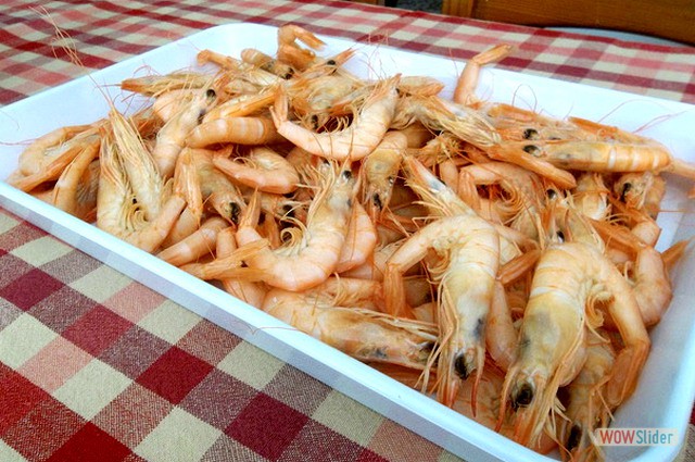 Berza de tagarninas 13