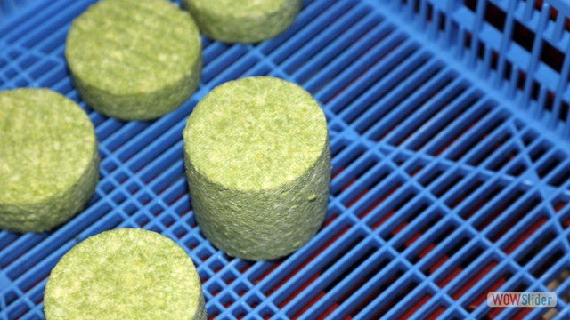 Excursion Sanlucar Bucarito 7