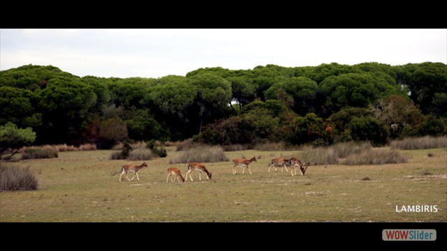 Excursion Sanlucar Donana 1