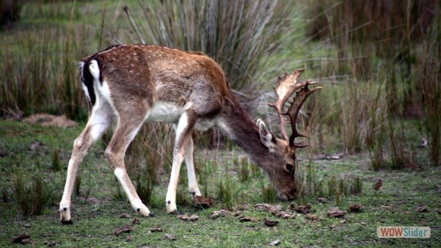 Excursion Sanlucar Donana 2